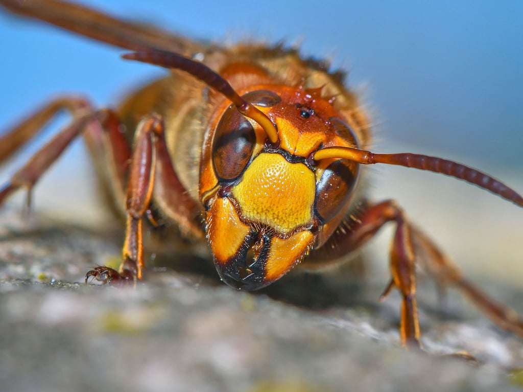 Hornissen sehen bedrohlich aus, sind aber harmloser als ihr Ruf. Zudem zählen sie wie Wespen und Wildbienen zu den besonders geschützten Arten.