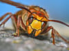 Hornissen sehen bedrohlich aus, sind aber harmloser als ihr Ruf. Zudem zählen sie wie Wespen und Wildbienen zu den besonders geschützten Arten.  