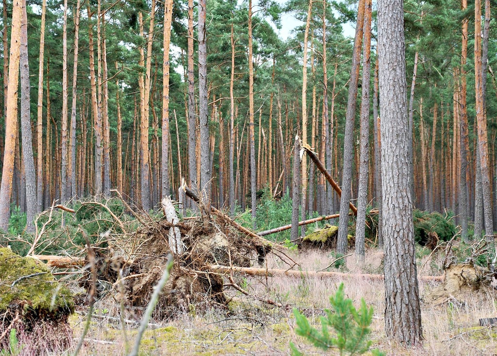Nach dem schweren Unwetter mit Sturm und Starkregen am 26. Juni sind in den Wäldern auch wieder zahlreiche Bäume umgestürzt. Auch im Bereich Solpke. Waldbesitzer Konrad Glase fürchtet nun einen verstärkten Borkenkäferbefall.
