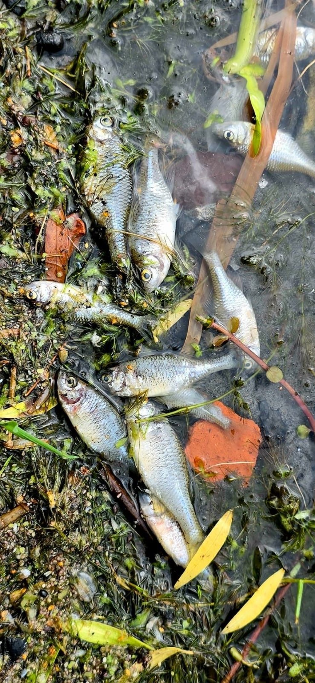 Trotz aller Bemühungen treiben erneut tote Fische am Ufer des Stadtsees in Stendal.