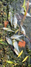 Trotz aller Bemühungen treiben erneut tote Fische am Ufer des Stadtsees in Stendal.