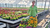 Marianne Wilz hat einige Tipps auf Lager, wie Gartenbesitzer aus Möser ihre Schützlinge im Sommer unterstützen können. 