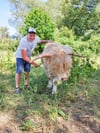 Rinderzüchter Marco Paetau aus Peckfitz mit seinem preisgekrönten Bullen Douglas.
