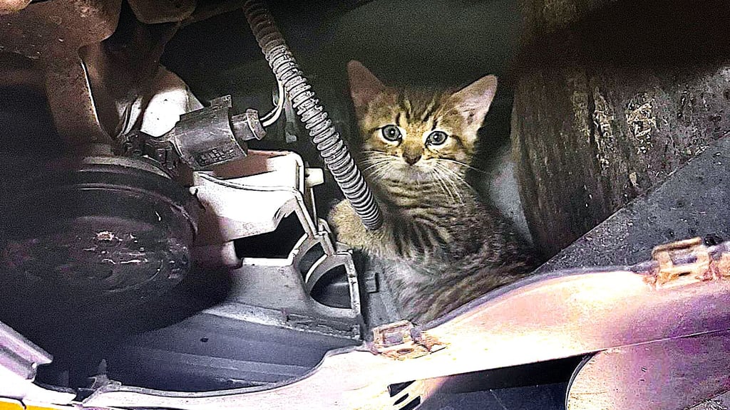 Die kleine Katze hatte sich bei Lüderitz im Motorraum des Autos von Familie Grabowski versteckt.