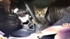 Die kleine Katze hatte sich bei Lüderitz im Motorraum des Autos von Familie Grabowski versteckt.