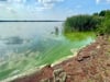 Blaualgen färben das Wasser grünlich und finden sich oft in Ufernähe. Jetzt wurden die gefährlichen Bakterien im Gödnitzer See entdeckt.