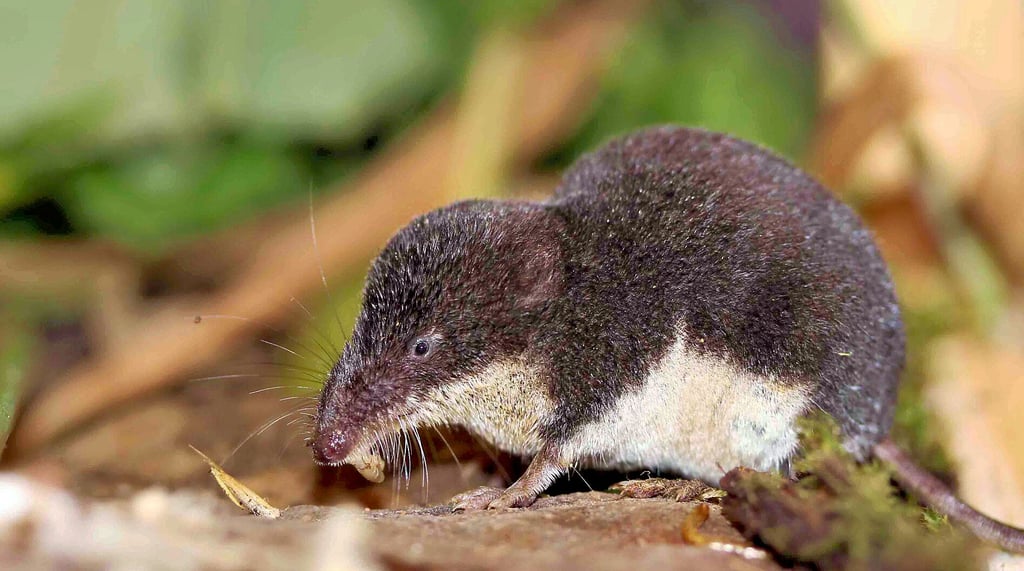 Spitzmäuse sind Überträger des Borna-Virus. Ihr häufiges Vorkommen im Landkreis Stendal ist einer der Gründe, weshalb die Region zum Kerngebiet des Infektionsgeschehens zählt.