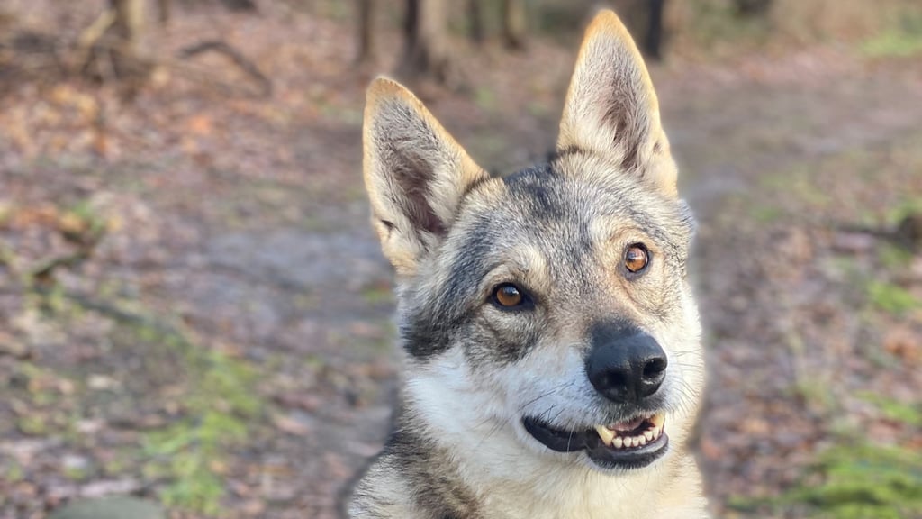 Vor zwei Jahren wurde Nanouk gerettet. Doch der Wolfshund könnte bald eingeschläfert werden.