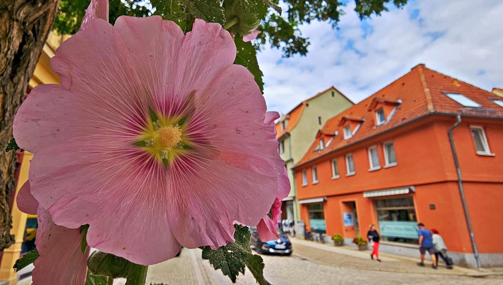 Die Stockrosen in Aschersleben blühen wieder, wie hier in der Breiten Straße.