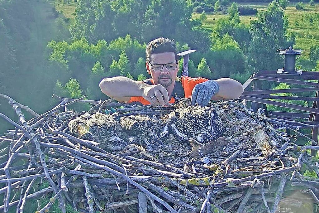 Holger Gabriel beringt die drei starren Jungvögel.