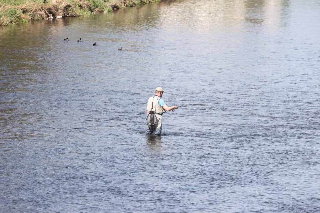 In Thüringen machen Niedrigwasser und hohe Wassertemperaturen den Fischen zu schaffen. Immer mehr Gewässer werden deshalb vorübergehend für Angler gesperrt. (Archivfoto)