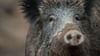 In vielen Fällen wird die Afrikanische Schweinepest (ASP) zunächst bei Wildschweinen nachgewiesen. (Archivbild)