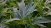 Über 500 Cannabis-Pflanzen wurden gefunden. (Symbolbild)