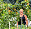 Der Aprikosenbaum ist eine Attraktion im Garten der Familie. 