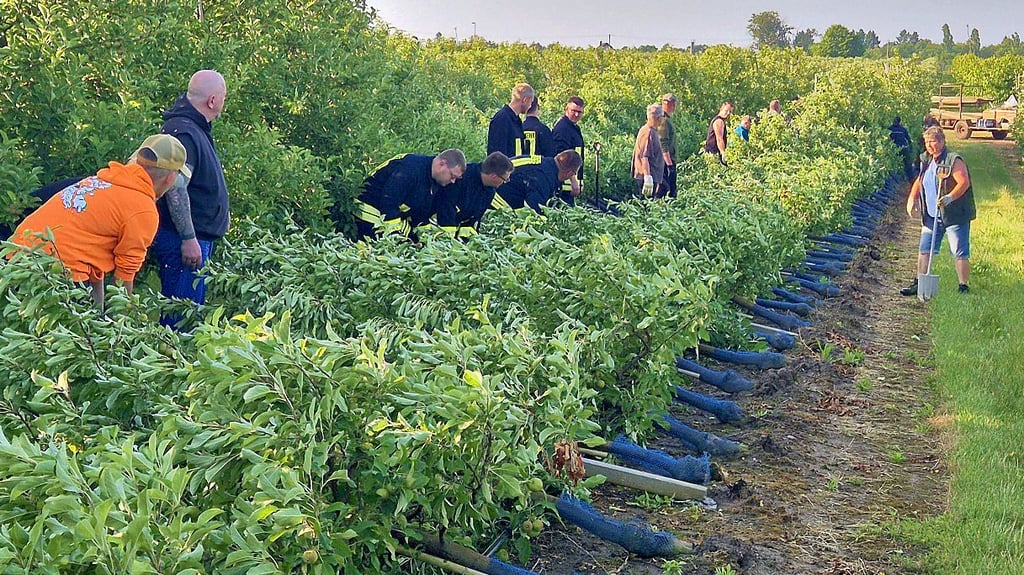 Viele freiwillige Helfer haben Landwirt André Stallbaum nach dem Sturm vom 26. Juni unterstützt, die vielen umgeknickten Bäume auf seiner Stendaler Plantage zu retten.