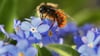 Auf einem schattigen Balkon kann Vergissmeinnicht Wildbienen als Nahrungsquelle dienen.