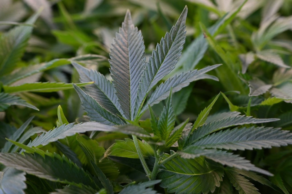 Über 500 Cannabis-Pflanzen wurden gefunden. (Symbolbild)