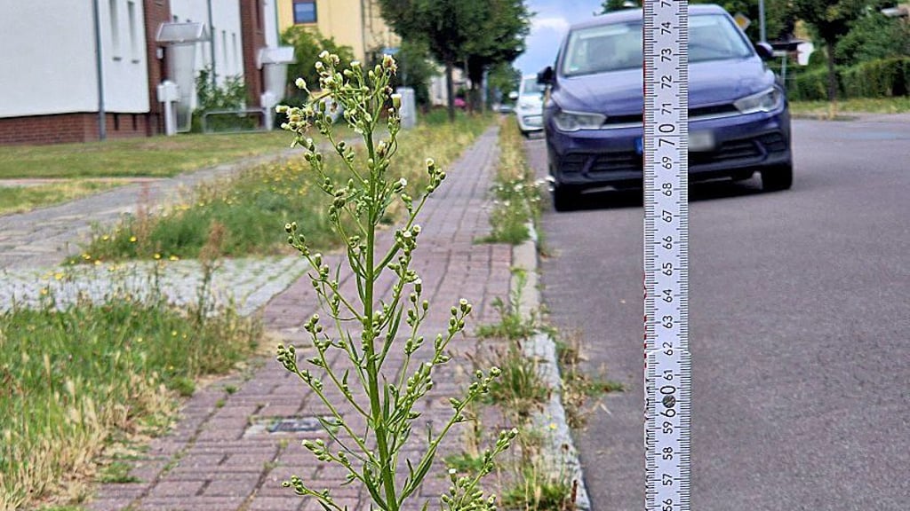 In der Bergstraße in Stendal ist das Unkraut am Bordstein teilweise schon 70 Zentimeter hoch gewachsen.