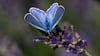 Bei dem Projekt soll auch untersucht werden, wie sich der Lavendel-Anbau auf die Insektenwelt auswirkt.