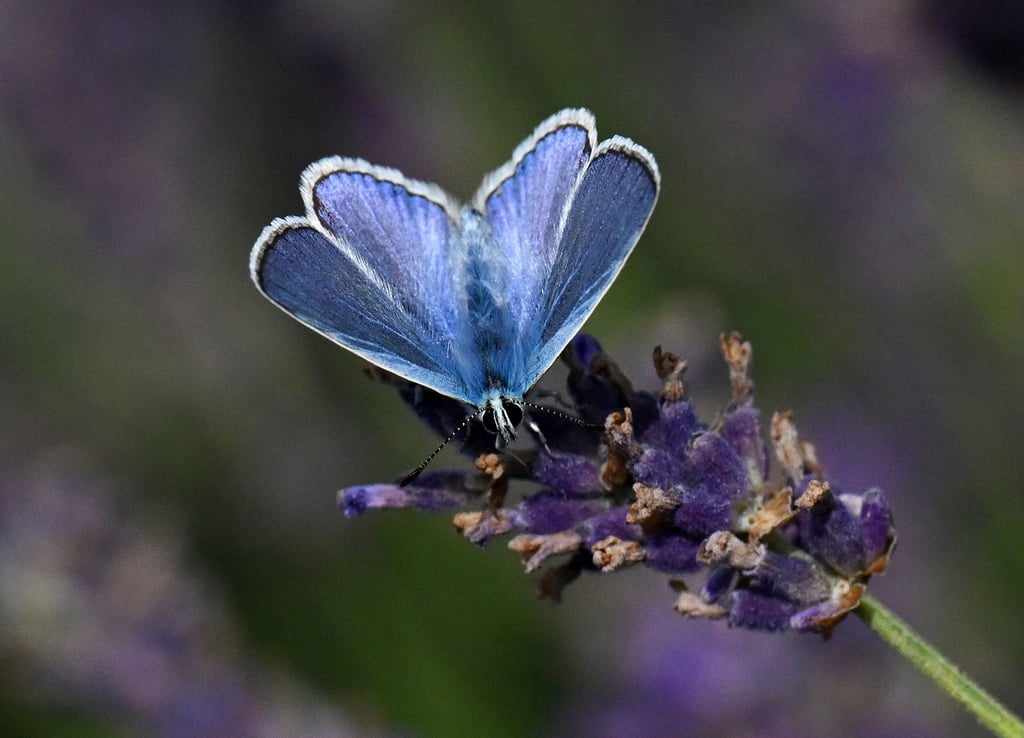 Bei dem Projekt soll auch untersucht werden, wie sich der Lavendel-Anbau auf die Insektenwelt auswirkt.