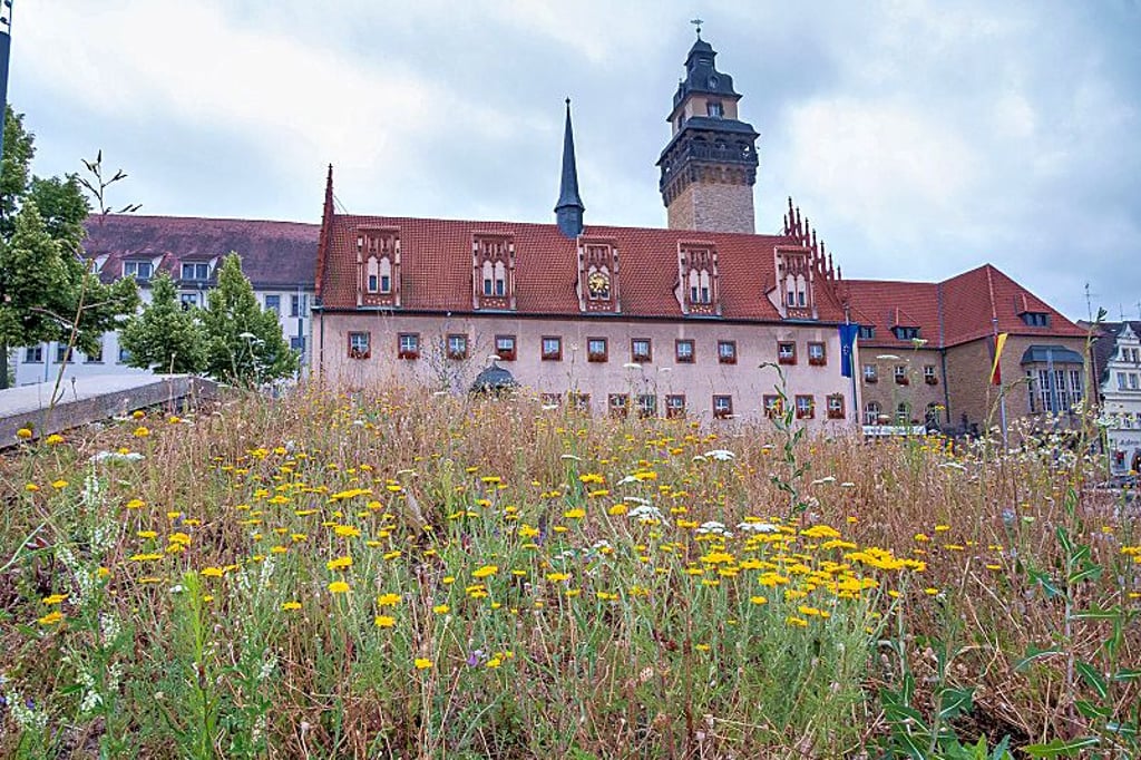 Wildblumenwiese vor dem Zeitzer Rathaus