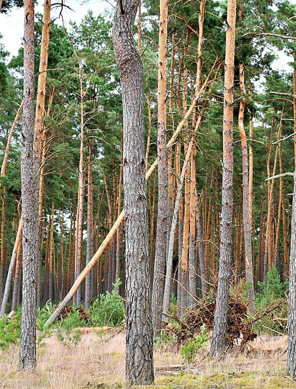 Die Aufarbeitung von Sturmschäden im Wald sollten Profis übernehmen, macht ein Forstexperte deutlich.