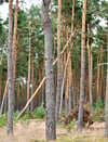 Die Aufarbeitung von Sturmschäden im Wald sollten Profis übernehmen, macht ein Forstexperte deutlich.
