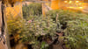 Die Polizei hat im Landkreis Mansfeld-Südharz über 22 Kilogramm Cannabis beschlagnahmt.