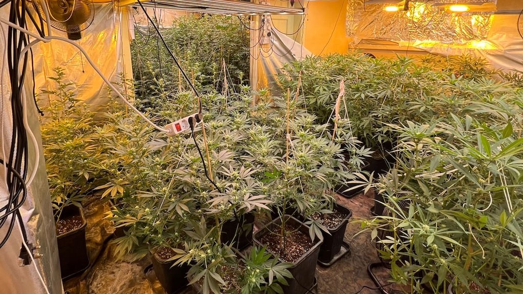 Die Polizei hat im Landkreis Mansfeld-Südharz über 22 Kilogramm Cannabis beschlagnahmt.