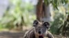 Koalas sind bedroht - etwa durch die Rodung von Bäumen, wie eine Studie nun herausfand.