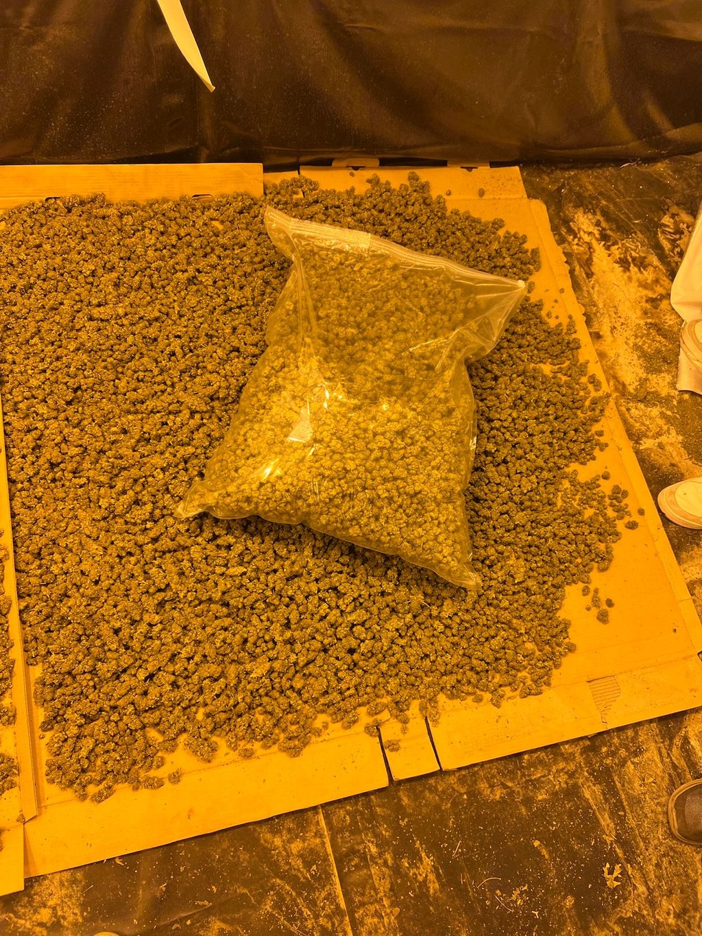 Auch konsumfähiges Cannabis hat die Polizei sichergestellt.