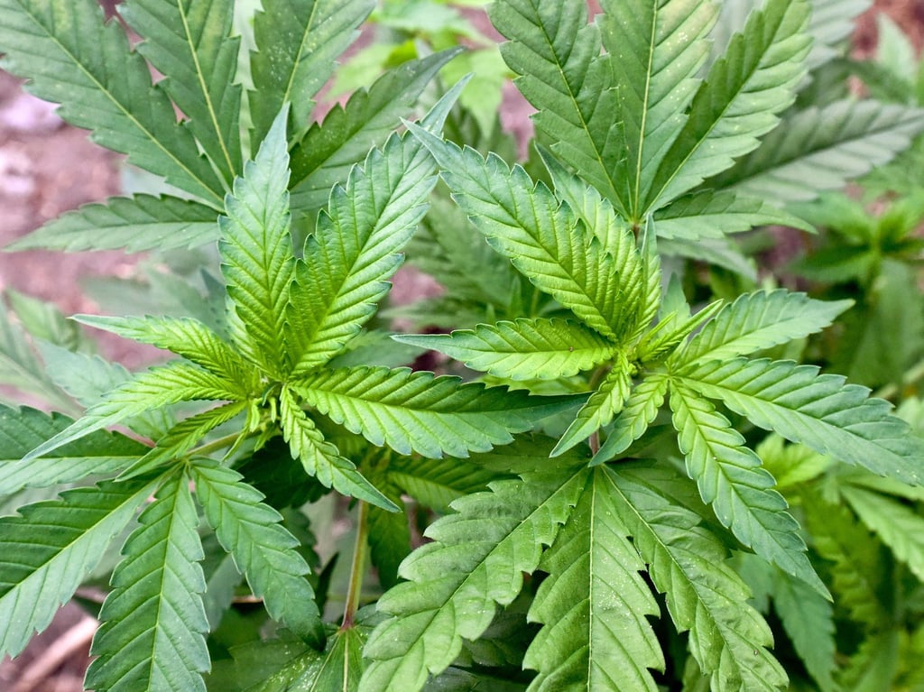 Ermittler haben in Nordrhein-Westfalen und Niedersachsen zwei illegale Hanfplantagen entdeckt. (Symbolbild)