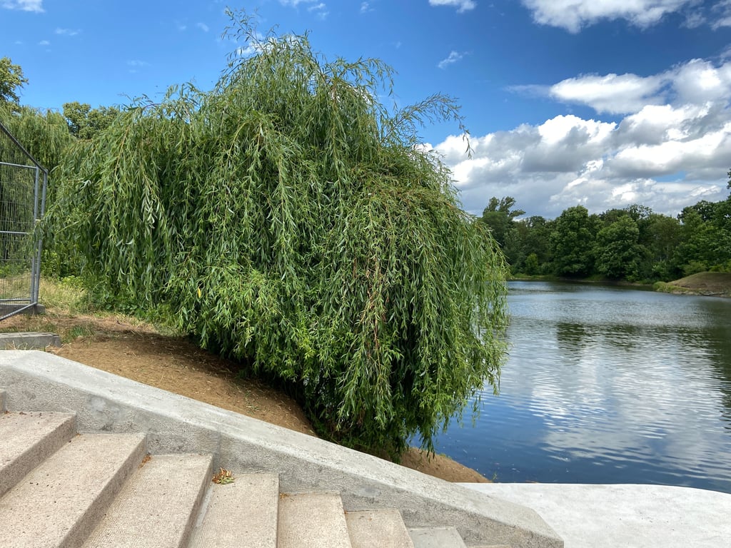 Nicht nur die Treppen am Adolf-Mittag-See in Magdeburg erstrahlen in neuem Glanz - auch die Weide steht wieder in grüner Pracht.