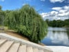 Nicht nur die Treppen am Adolf-Mittag-See in Magdeburg erstrahlen in neuem Glanz - auch die Weide steht wieder in grüner Pracht. 