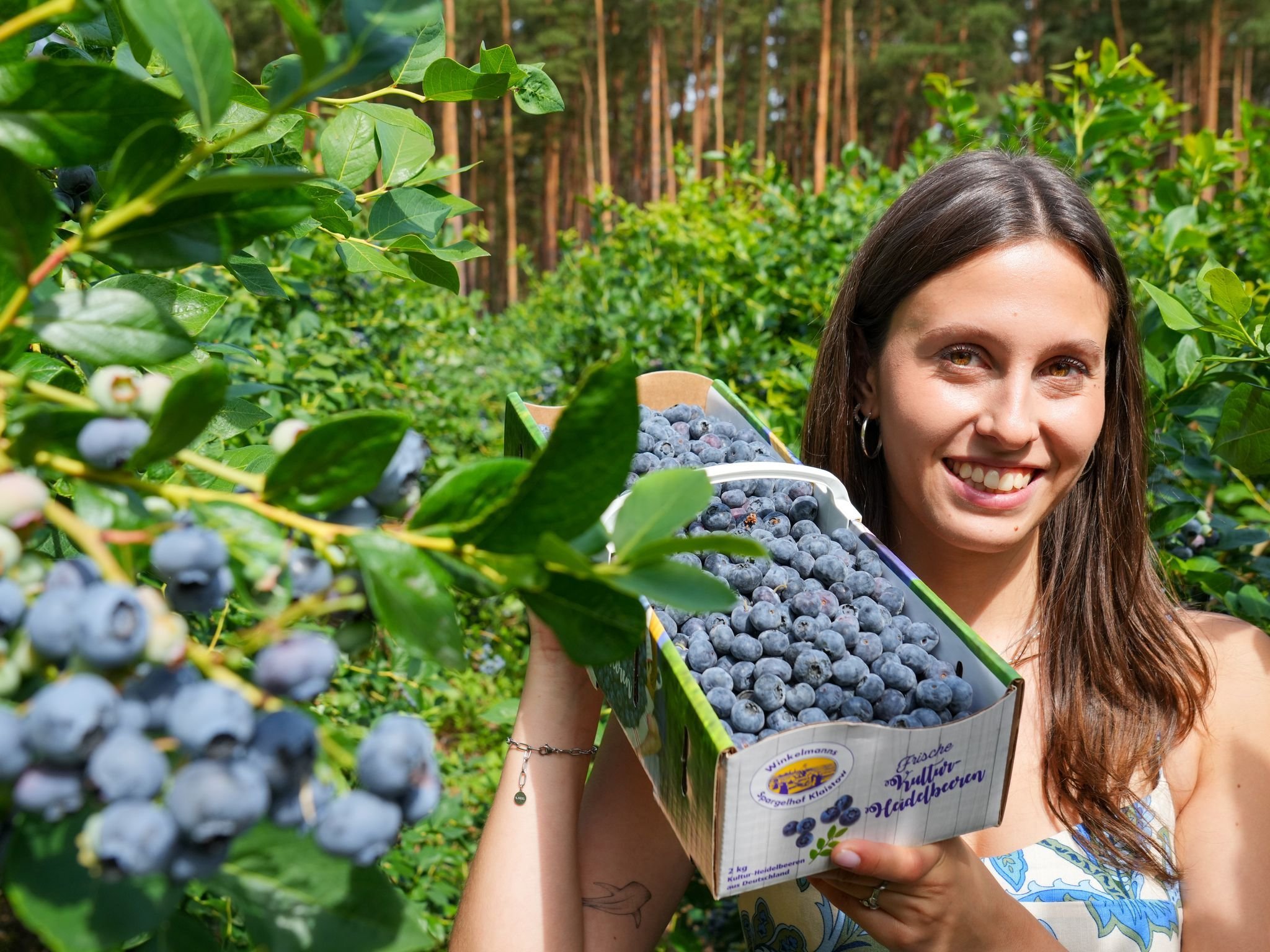 Landwirtschaft: Heidelbeer-Saison gestartet - Druck durch Importobst