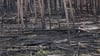 Der Waldbrand in der Gohrischheide hat auf einer Fläche von geschätzt 2.400 Hektar gewütet.