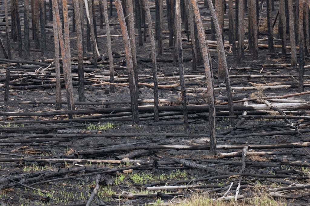 Der Waldbrand in der Gohrischheide hat auf einer Fläche von geschätzt 2.400 Hektar gewütet.