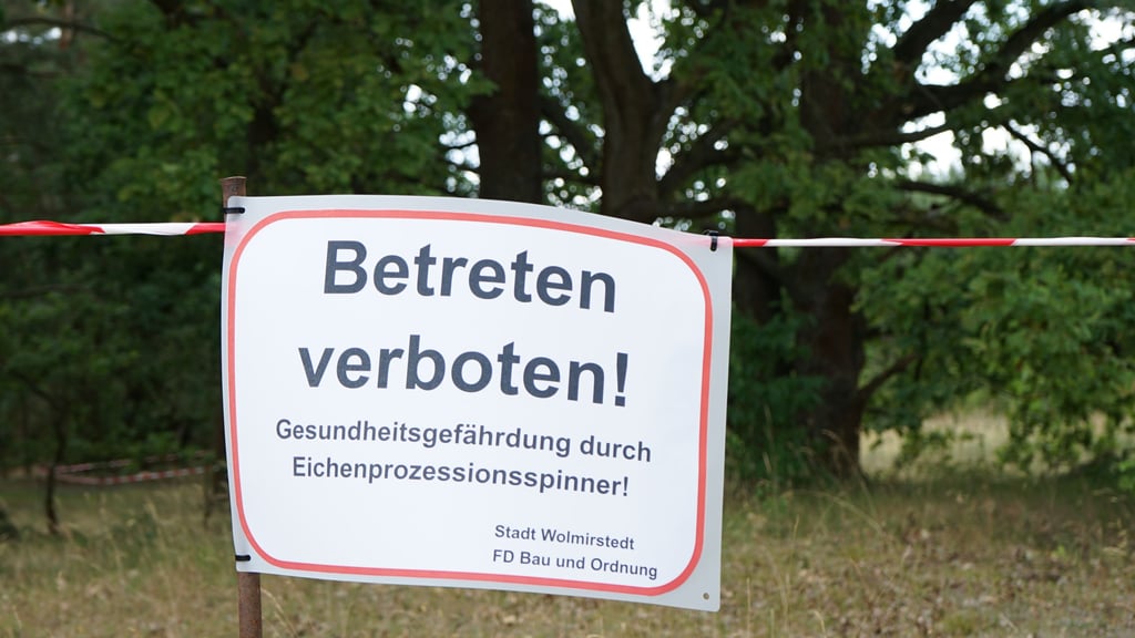 Am Wald in Farsleben wurde der Eichenprozessionsspinner gefunden.