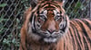 Sumatra-Tiger kommen nur auf der gleichnamigen Insel vor, aber es werden immer weniger. (Archivbild)