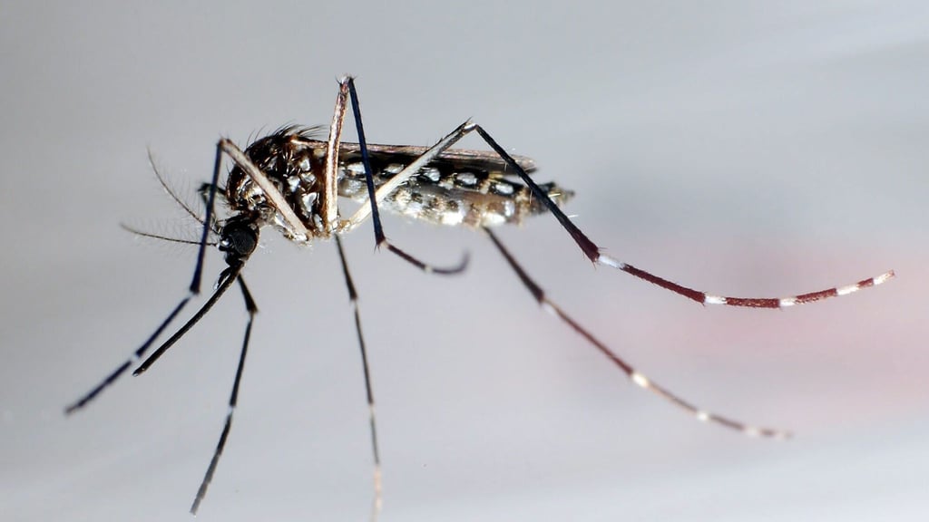 Die Ägyptische Tigermücke, auch Gelbfiebermücke genannt, überträgt verschiedene Krankheiten, darunter das Chikungunya-Virus.