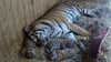 Vier von fünf Tigerbabys wachsen im Zoo Magdeburg auf. Ein Junges ist knapp zwei Wochen nach der Geburt gestorben. Es wird vermutet, dass Tiger-Mutti Stormi es versehentlich erdrückt hat. 