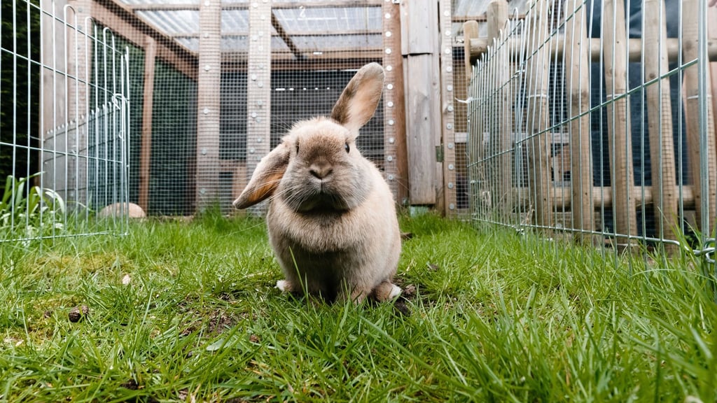 Kaninchen fühlen sich im Freien wohl, müssen im Sommer aber ausreichend vor Sonne und hohen Temperaturen geschützt werden.