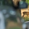 Zwei Verletzte registrierte die Polizei bei einem Wildunfall im Landkreis Anhalt-Bitterfeld.&nbsp;