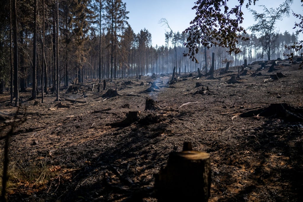 Das Feuer auf der Saalfelder Höhe im Landkreis Saalfeld-Rudolstadt gilt als größter Waldbrand in Thüringen seit mindestens 30 Jahren - die Linke-Fraktion möchte nun in einem Landtagsausschuss untersuchen, welche Lehren aus dem Einsatz gezogen werden können. (Archivbild)