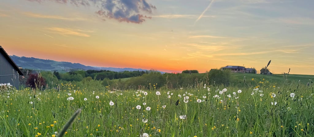 Üppige Wiesen, sanfte Hügel, Alpenpanorama und Abendrot: Fast zu kitschig, aber wahr. Das ist die Landschaft am Strudengau.