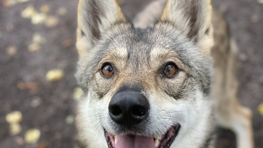 Wolfshund Nanouk ist am 10. Juli in Halberstadt eingeschläfert worden.