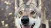 Wolfshund Nanouk ist am 10. Juli in Halberstadt eingeschläfert worden.