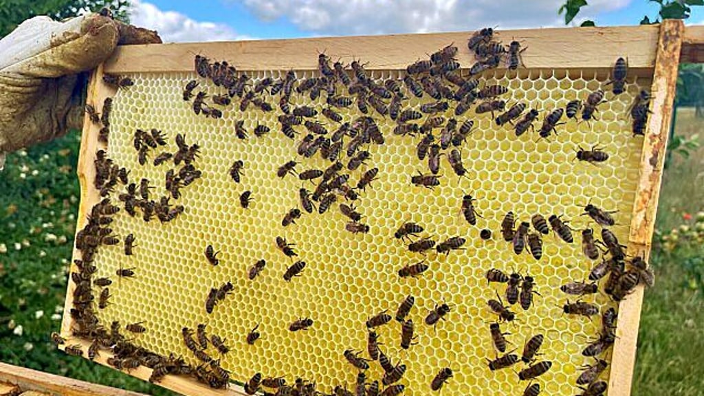 So sieht eine Wabe aus. Diese Bienen sind im Übrigen sehr friedlich.