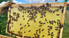 So sieht eine Wabe aus. Diese Bienen sind im Übrigen sehr friedlich.