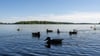 Der Ruppiner See meldet derzeit Beeinträchtigungen durch Blaualgen. (Archivbild)